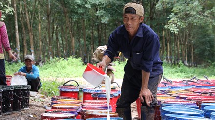 
Lao động Việt Nam tại L&agrave;o Ảnh: nguồn Internet

