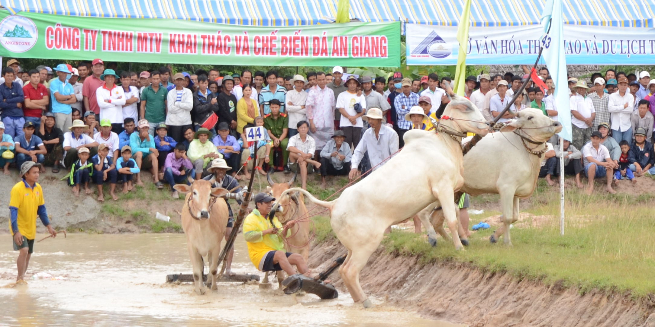 L&yacute; do khiến cả rừng người đến xem đua b&ograve; Bảy N&uacute;i - Ảnh 7.