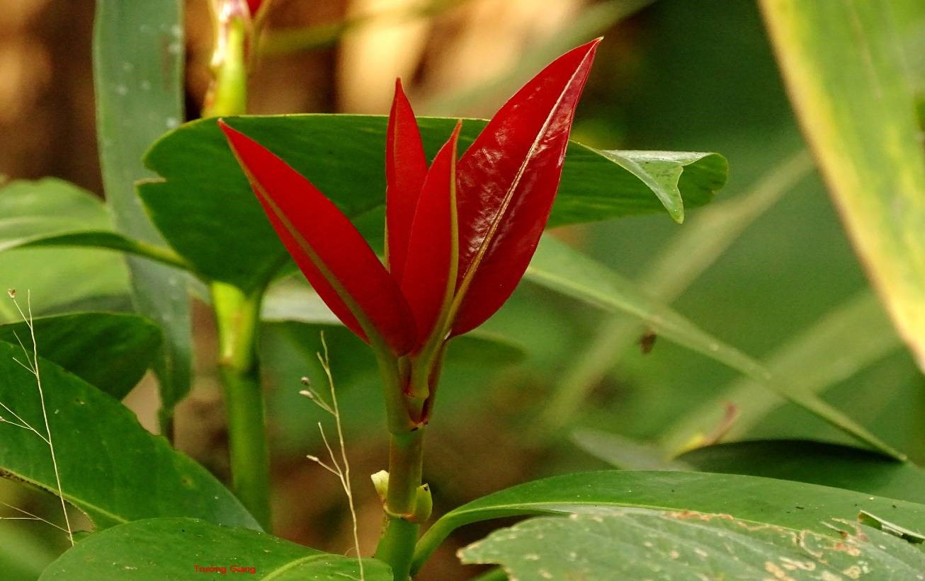 Lá bứa non