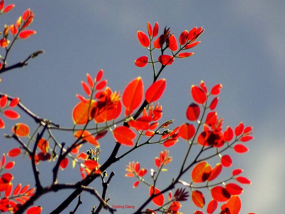 Mầm non của sự sống