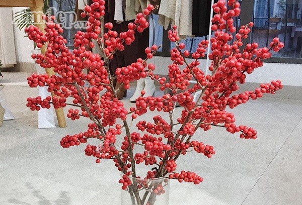 Nhập đào đông đỏ để chơi Tết - Ảnh 1.