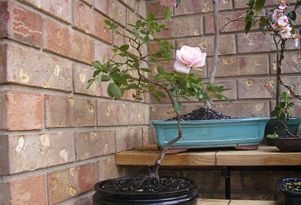 Gợi &yacute; những chậu bonsai hoa si&ecirc;u đẹp chơi Tết 2018 - Ảnh 1.