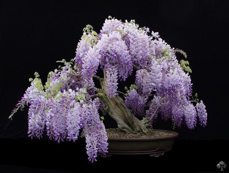 Gợi &yacute; những chậu bonsai hoa si&ecirc;u đẹp chơi Tết 2018 - Ảnh 8.