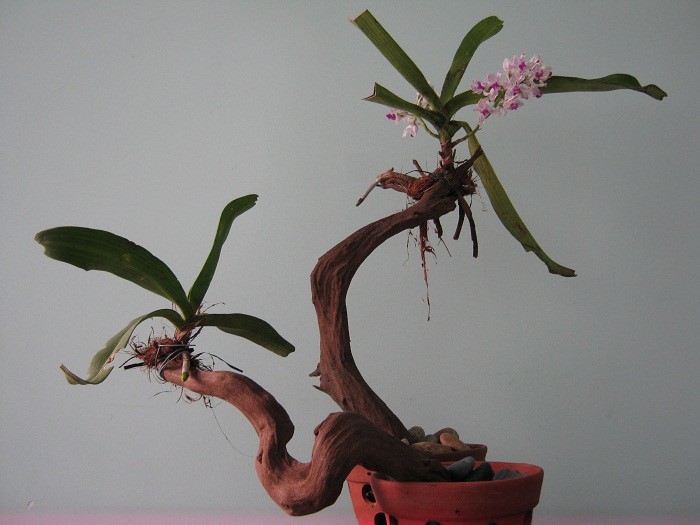 Gợi &yacute; những chậu bonsai hoa si&ecirc;u đẹp chơi Tết 2018 - Ảnh 9.