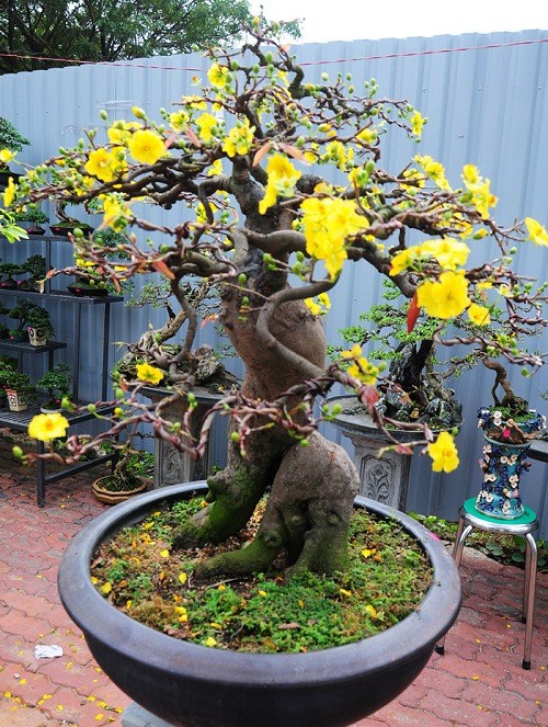 Gợi &yacute; những chậu bonsai hoa si&ecirc;u đẹp chơi Tết 2018 - Ảnh 10.