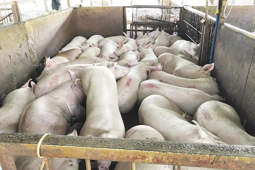Trộn hoá chất trong thức ăn chăn nuôi: Làm ăn gian dối, coi thường sức khoẻ người dùng