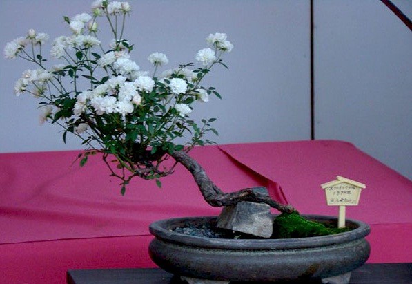 Gợi &yacute; những chậu bonsai hoa si&ecirc;u đẹp chơi Tết 2018 - Ảnh 2.