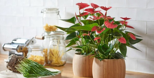 Hoa hồng môn có chất độc rất nguy hiểm - Ảnh 2.