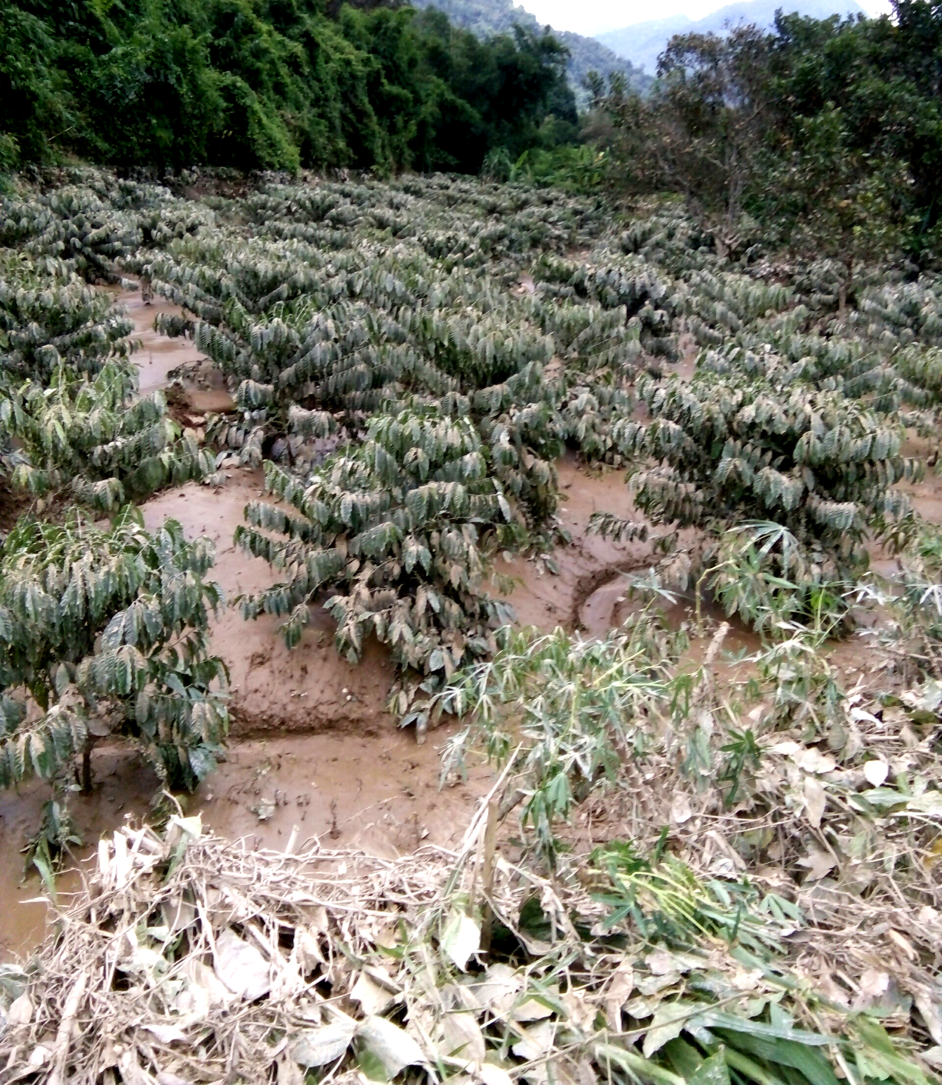 Lũ quét bất ngờ, dân không kịp trở tay - Ảnh 2.