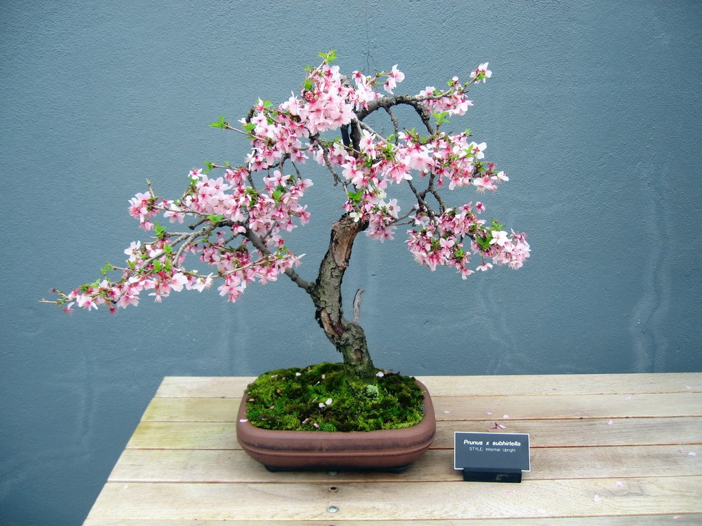 Gợi ý những chậu bonsai hoa siêu đẹp chơi Tết 2018