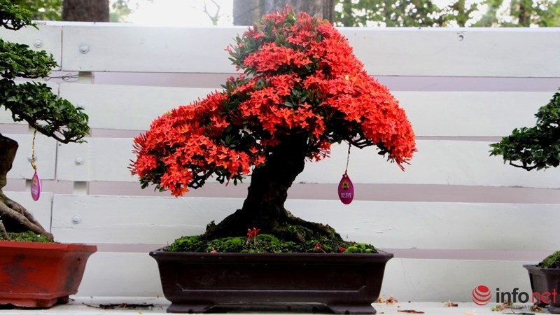 Gợi &yacute; những chậu bonsai hoa si&ecirc;u đẹp chơi Tết 2018 - Ảnh 5.