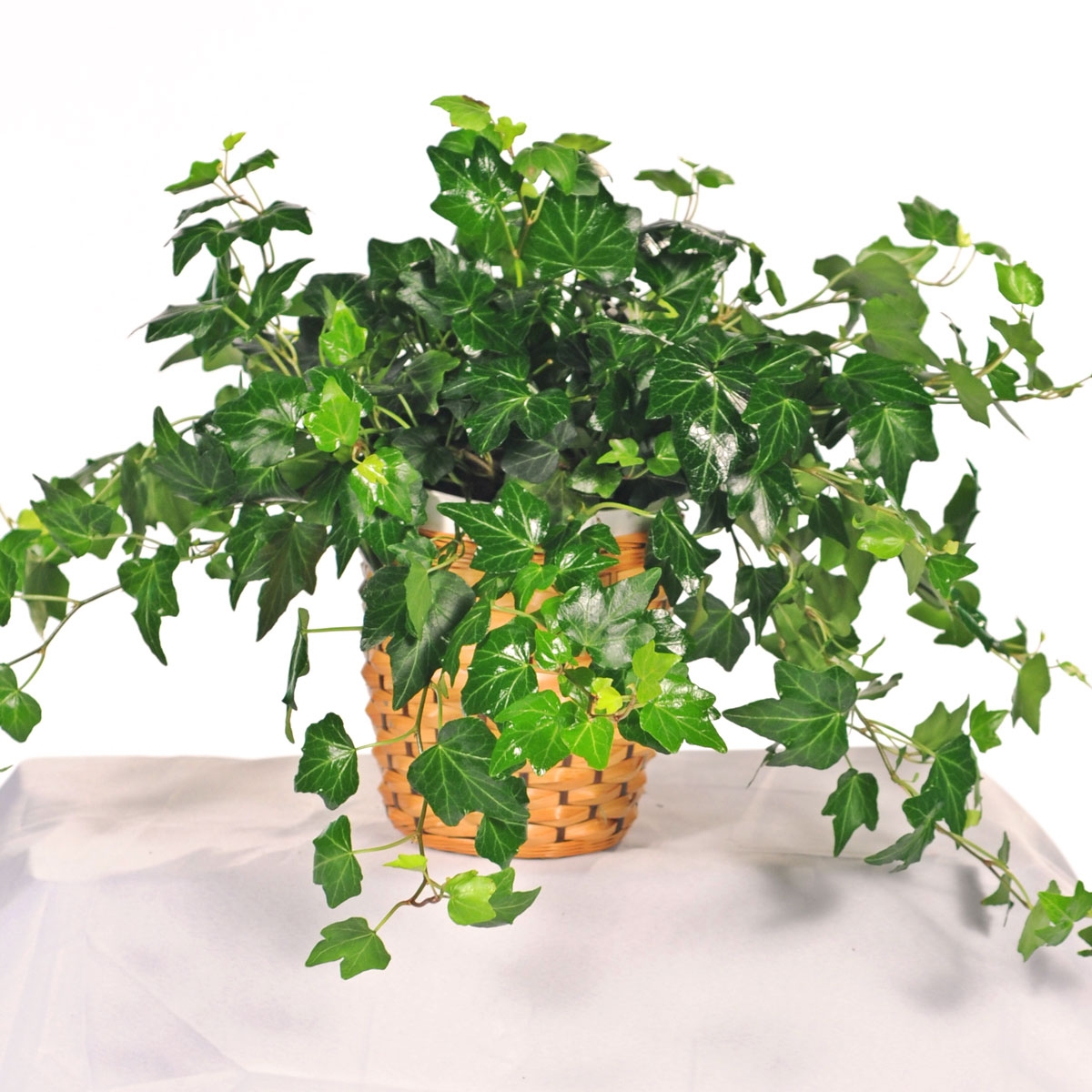 C&acirc;y cảnh đẹp dễ trồng d&agrave;nh cho gia đ&igrave;nh bận rộn - Ảnh 6.