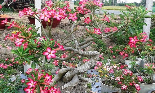 Gợi &yacute; những chậu bonsai hoa si&ecirc;u đẹp chơi Tết 2018 - Ảnh 6.