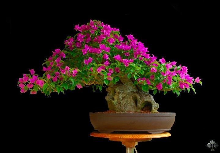 Gợi &yacute; những chậu bonsai hoa si&ecirc;u đẹp chơi Tết 2018 - Ảnh 7.
