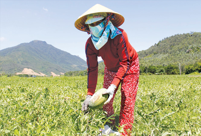 Dưa hấu thối trái, nông dân khóc ròng
