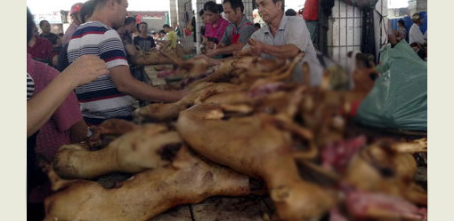 Lễ hội thịt chó Trung Quốc bất ngờ được tổ chức