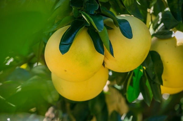 Kh&aacute;m ph&aacute; c&ocirc;ng dụng từ quả bưởi - Ảnh 1.