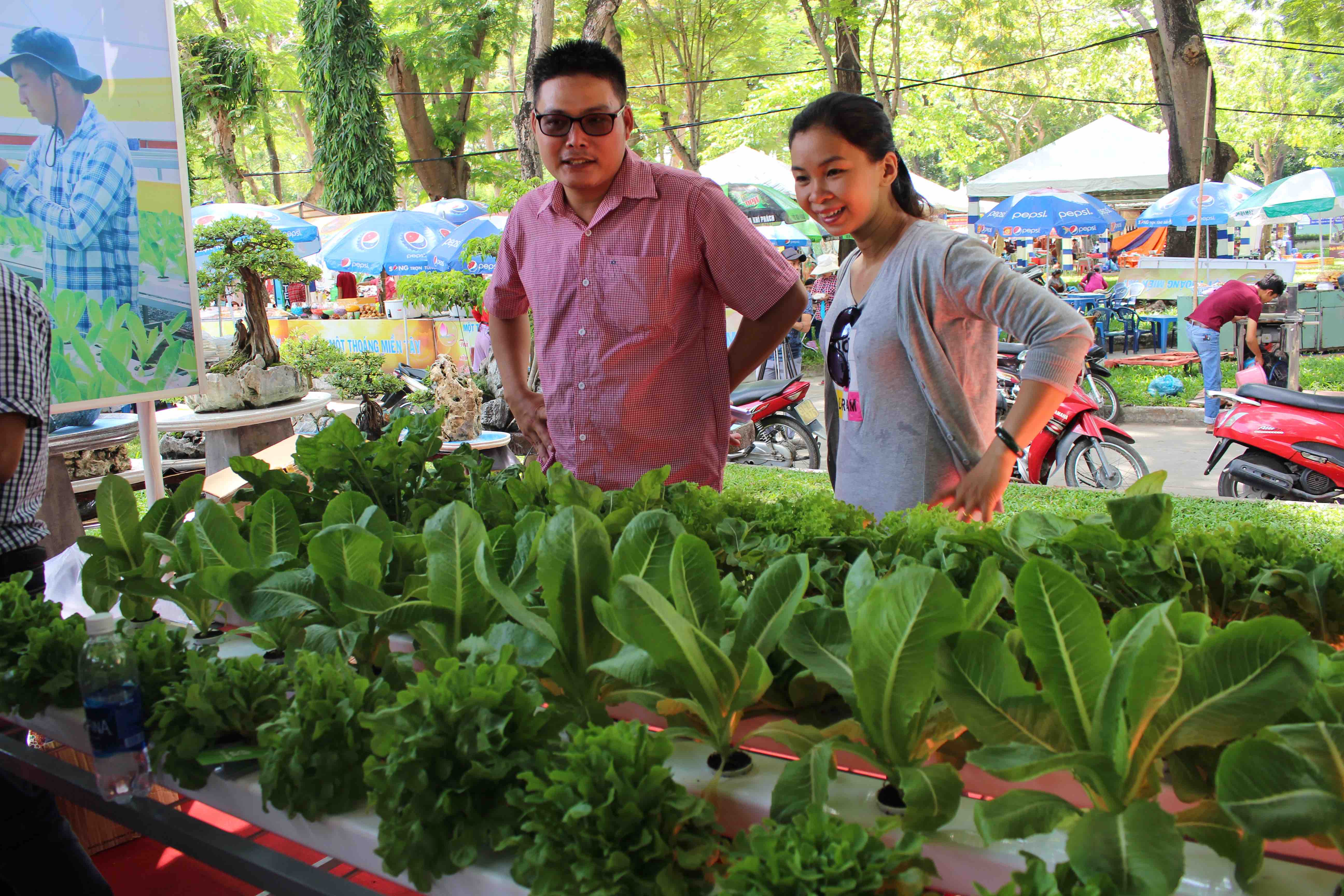 Trồng rau thủy canh giữa lòng thành phố