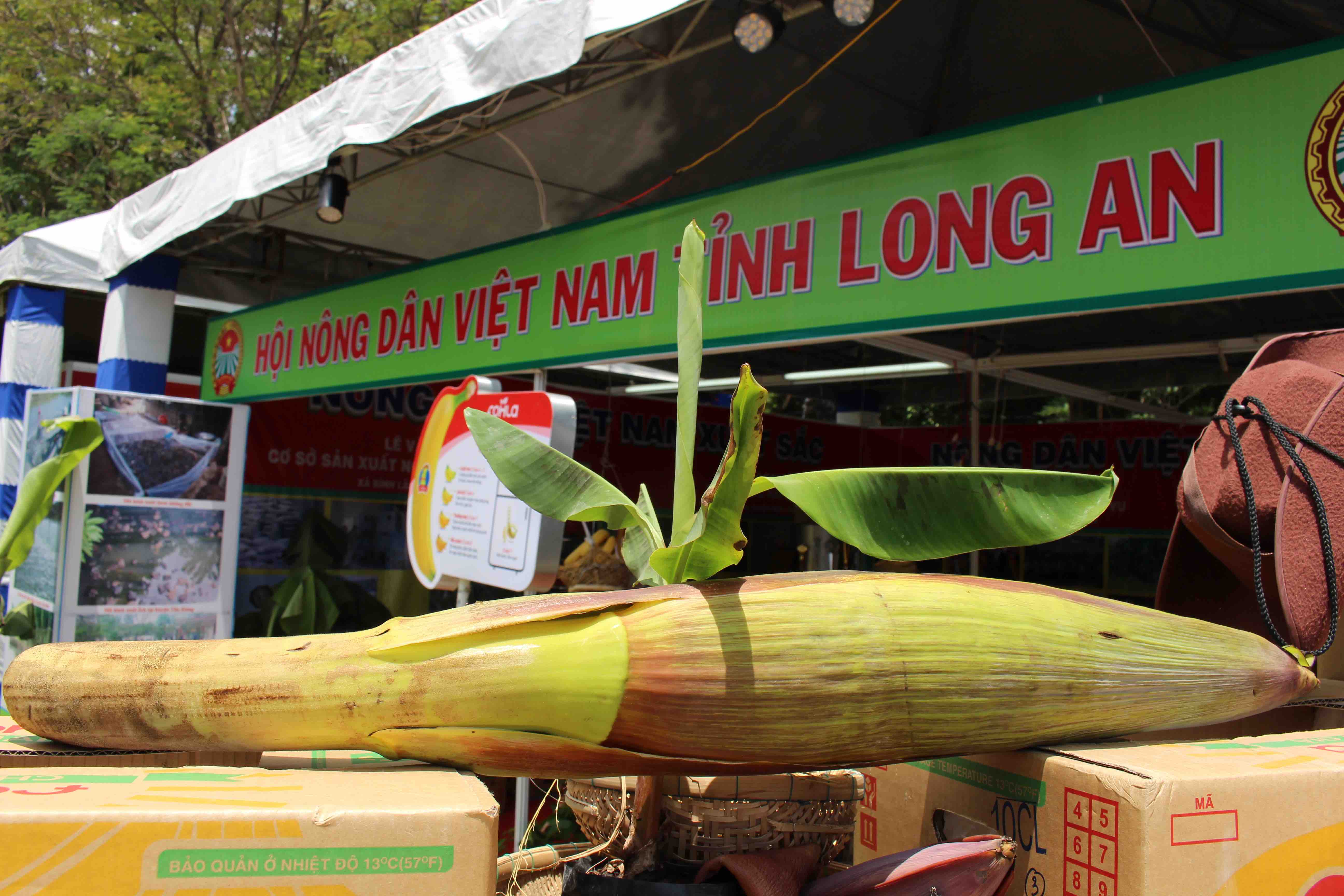 
Bắp chuối d&agrave;i 2m của n&ocirc;ng trại Huy Long An tỉnh Long An c&oacute; nguồn gốc từ Philippines cũng được trưng b&agrave;y.
