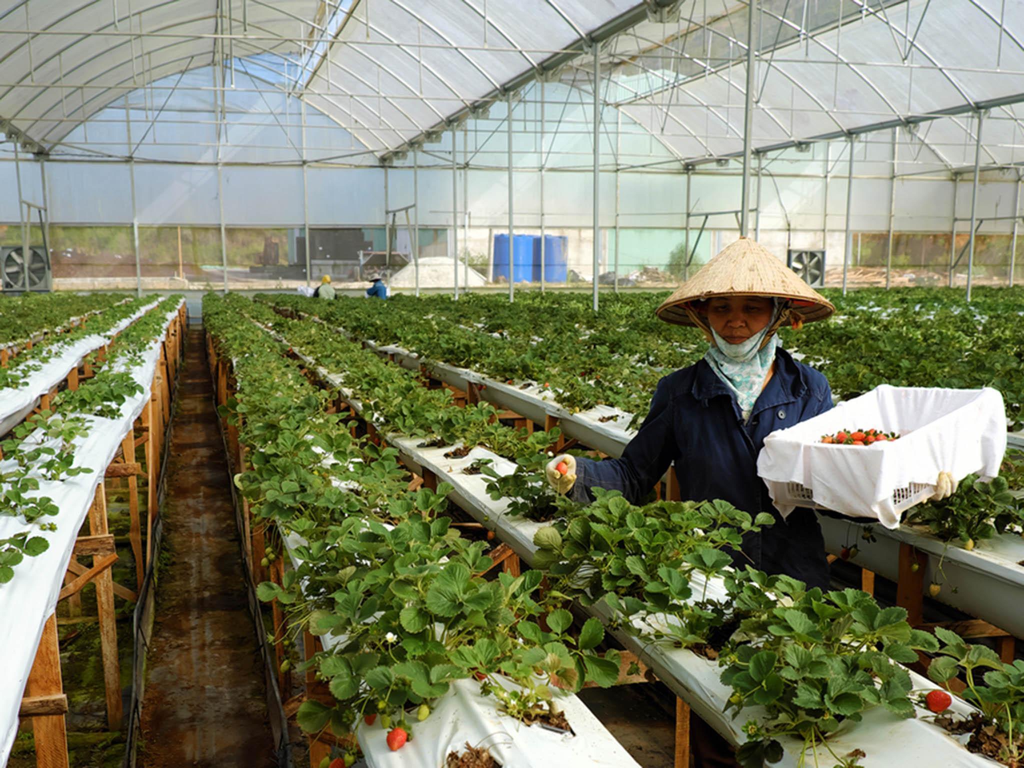 "Quốc tế hóa" lĩnh vực nông nghiệp
