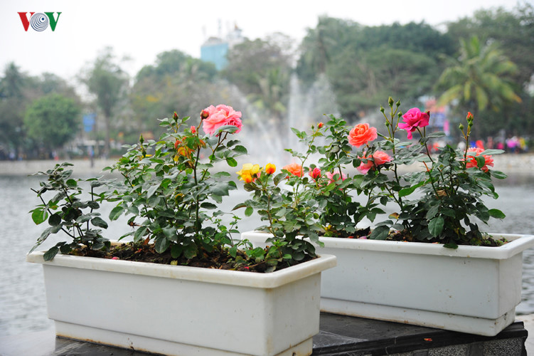 Chỉ một số ít chậu hoa còn tươi được bày rải rác.