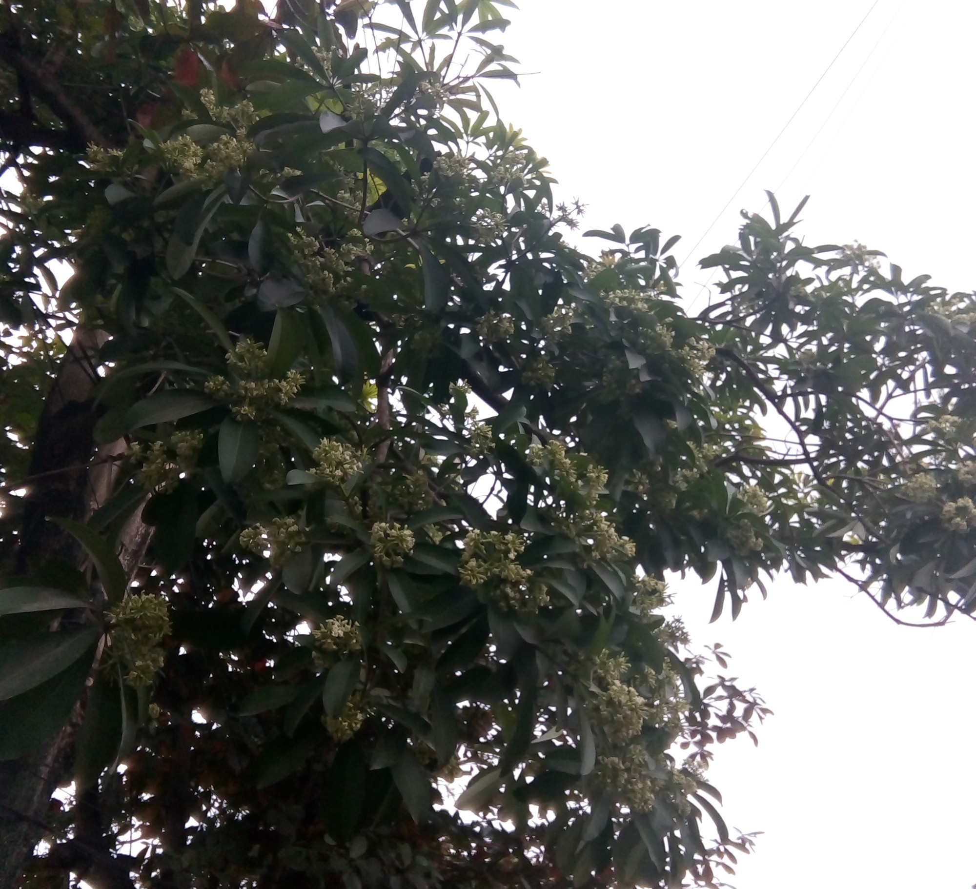 Chịu không nổi mùi hoa sữa! - Ảnh 9.