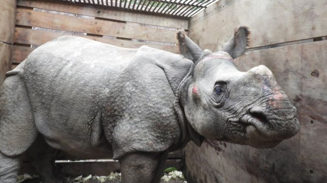 Lũ cuốn tê giác quý hiếm trôi 42 km, từ Nepal tới Ấn Độ