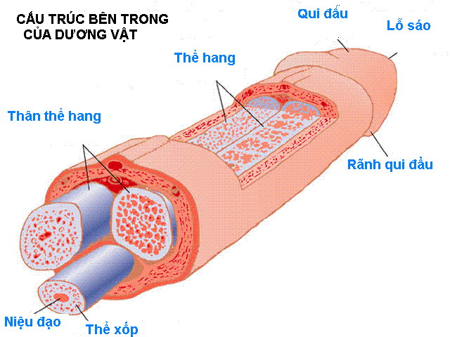 Qu&yacute; &ocirc;ng ơi, xin cẩn thận kẻo ph&aacute;o g&atilde;y n&ograve;ng! - Ảnh 1.