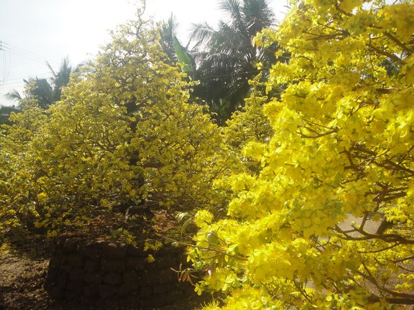 Chiêm ngưỡng vườn mai vàng tiền tỷ ngày xuân
