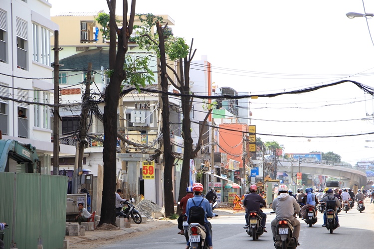 Chuyện gì xảy ra với 23 cây xanh ở đường Phạm Ngũ Lão?