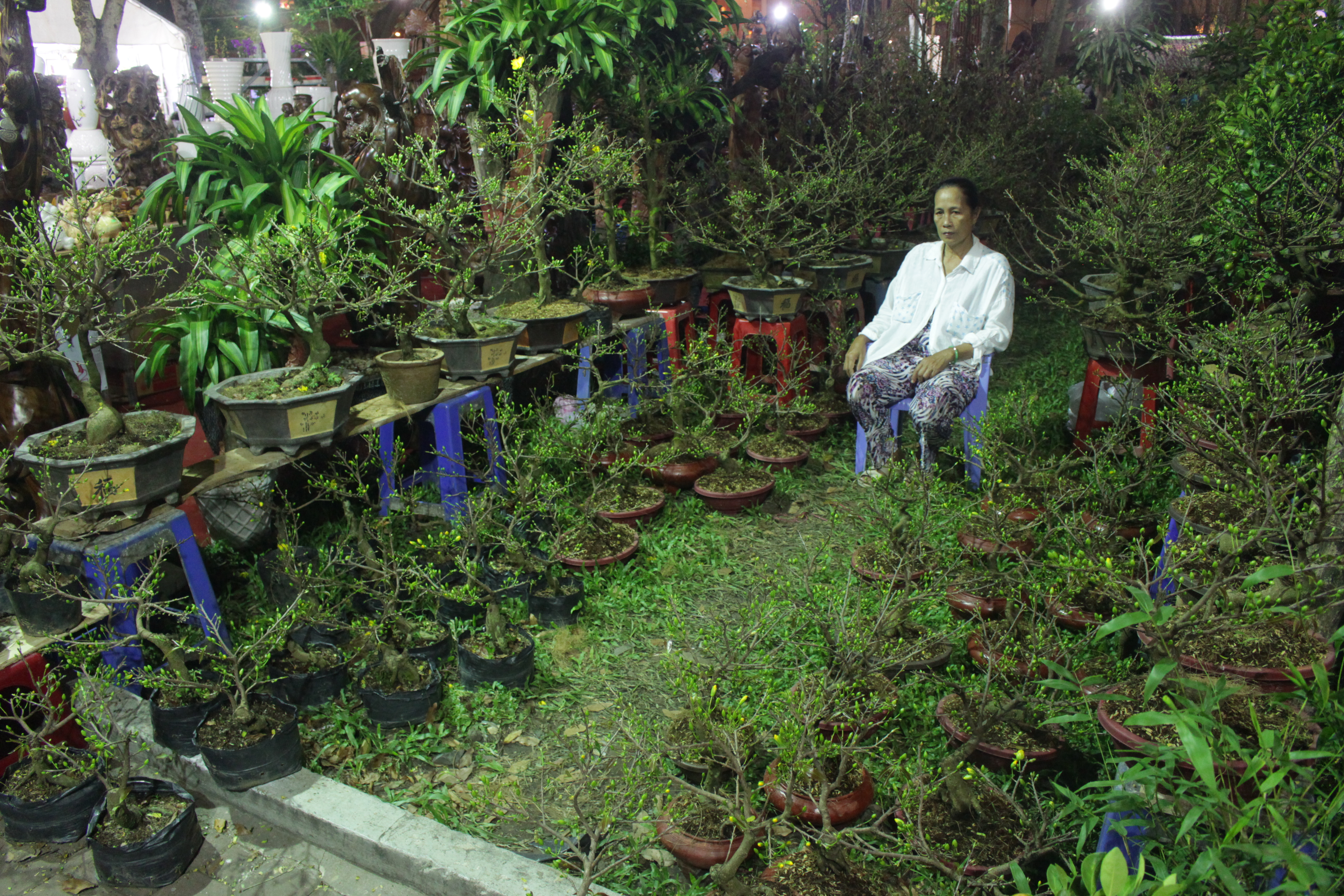 Những dịp l&ecirc;̃ t&ecirc;́t kh&ocirc;ng th&ecirc;̉ thi&ecirc;́u hoa mai. Tại c&ocirc;ng vi&ecirc;n 23-9, mai được bày bán từ vài trăm ng&agrave;n đ&ocirc;̀ng đ&ecirc;́n cả trăm tri&ecirc;̣u đ&ocirc;̀ng m&ocirc;̃i ch&acirc;̣u.