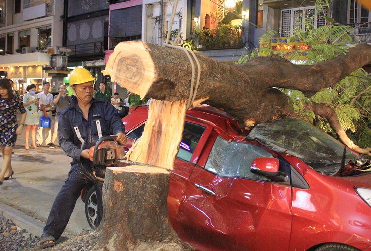 Cây xanh bật gốc đè "xế hộp" gần phố đi bộ Nguyễn Huệ