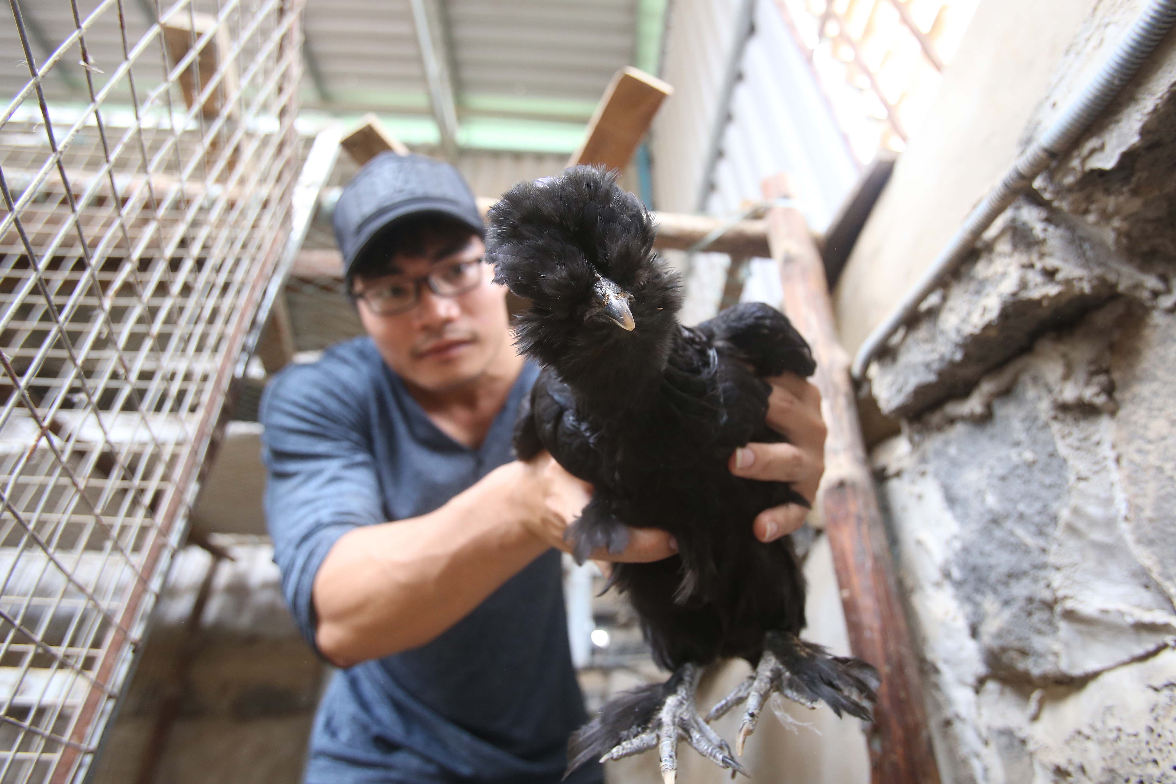 Giống gà này khá hiếm và được nhiều người trong giới sinh vật cảnh và những người đam mê gà kiểng tìm mua với giá 25 triệu đồng 1 căp gà trưởng thành.