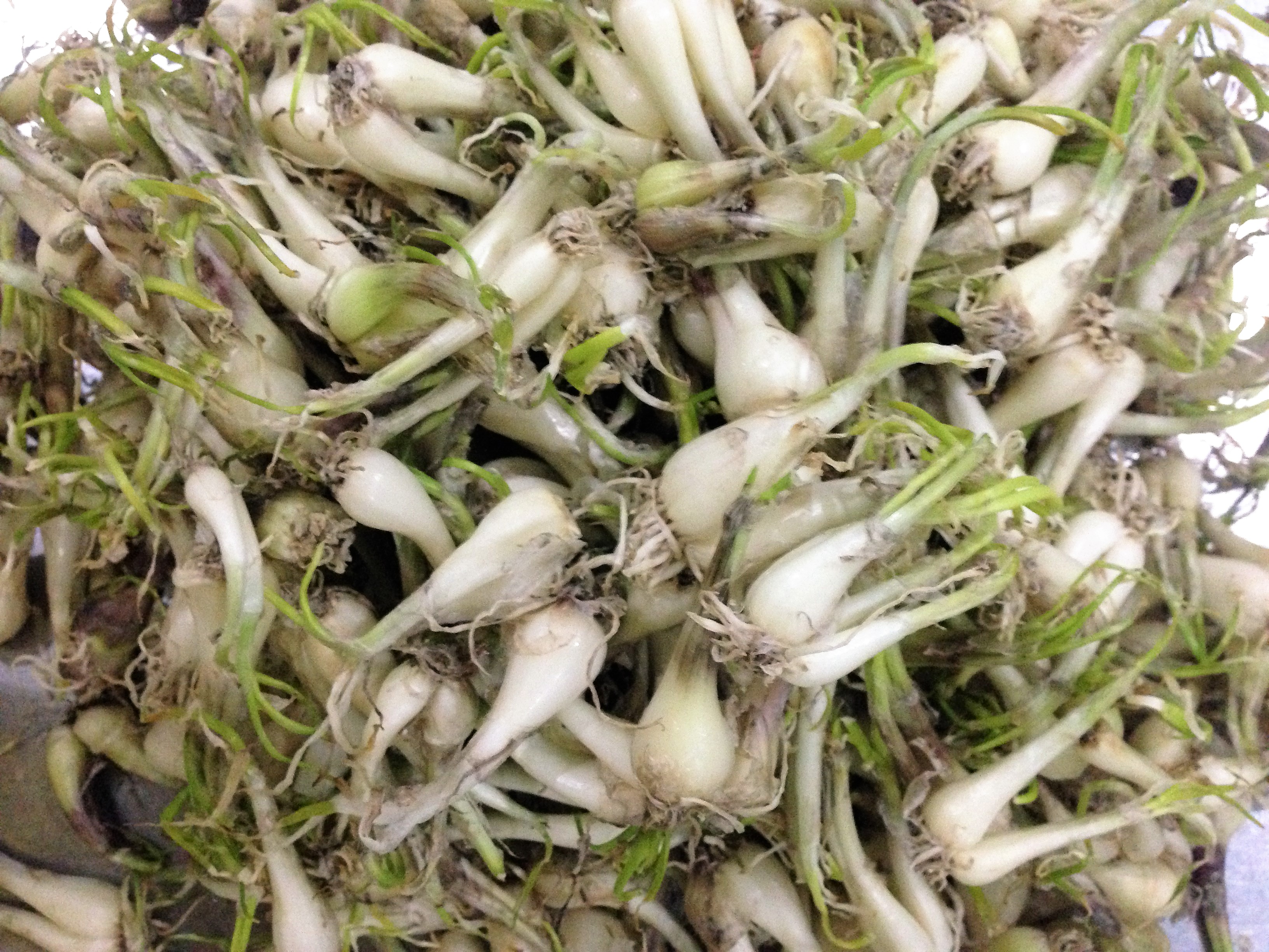 
Củ kiệu tươi
