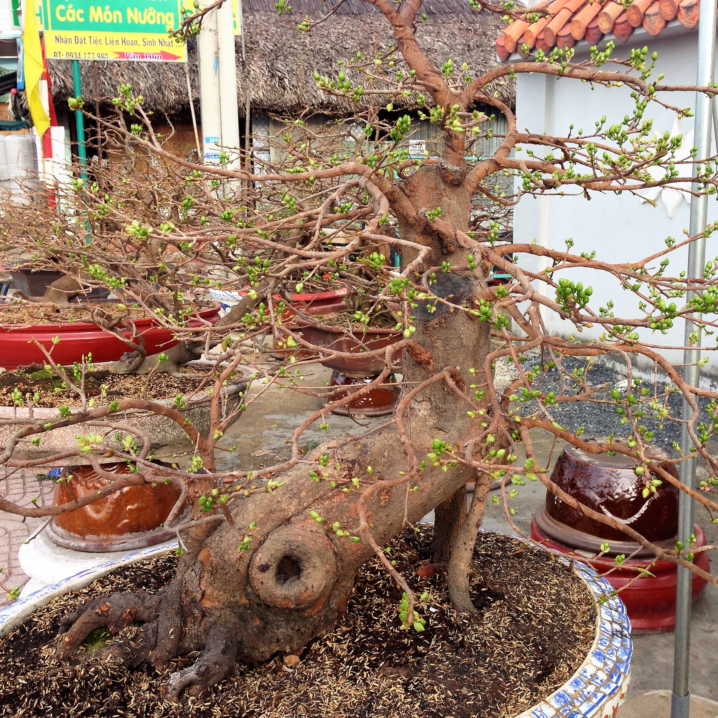 Gốc mai có dáng giống chú nai