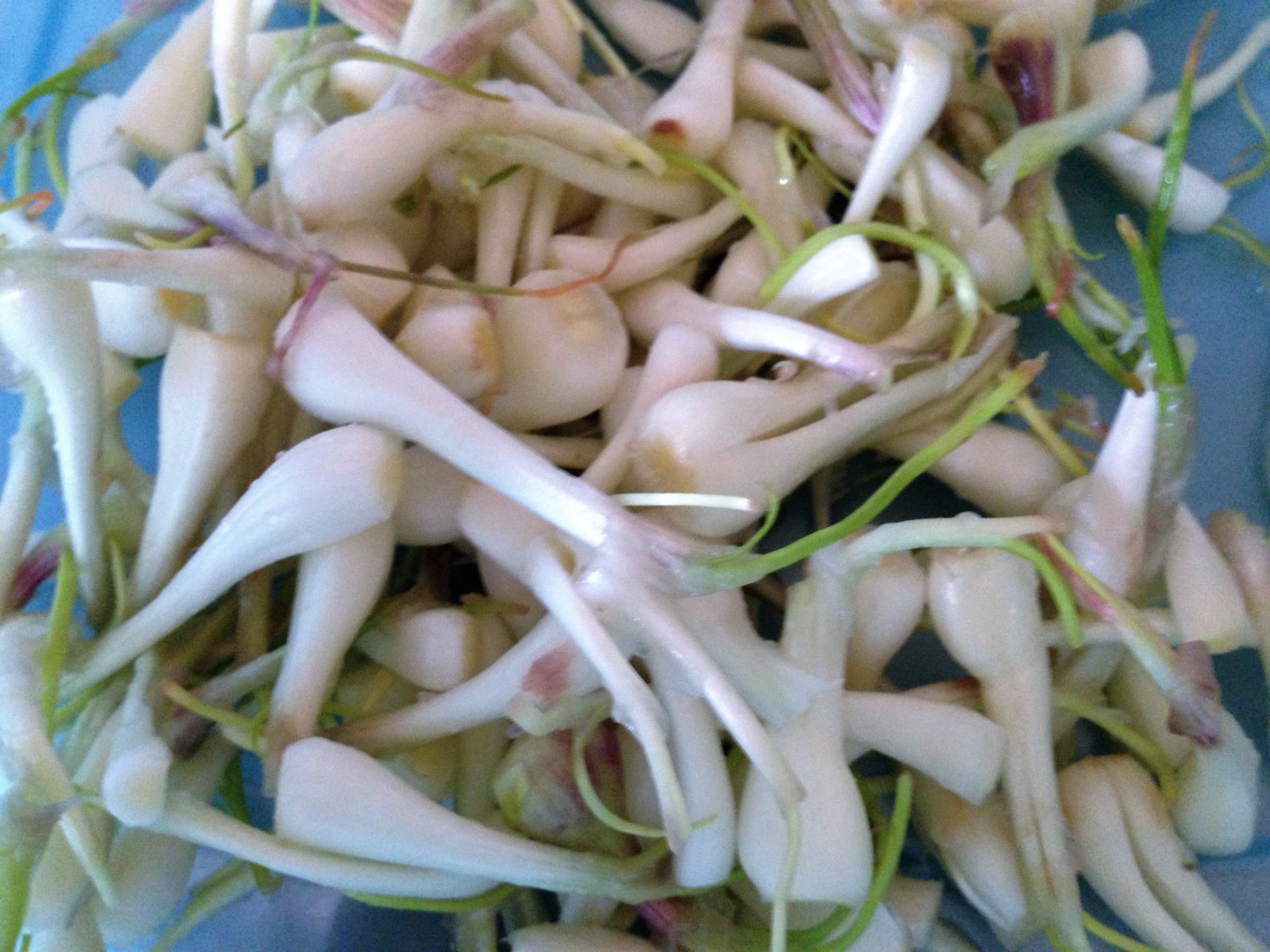 
Kiệu bỏ rễ, lột bỏ lớp vỏ lụa
