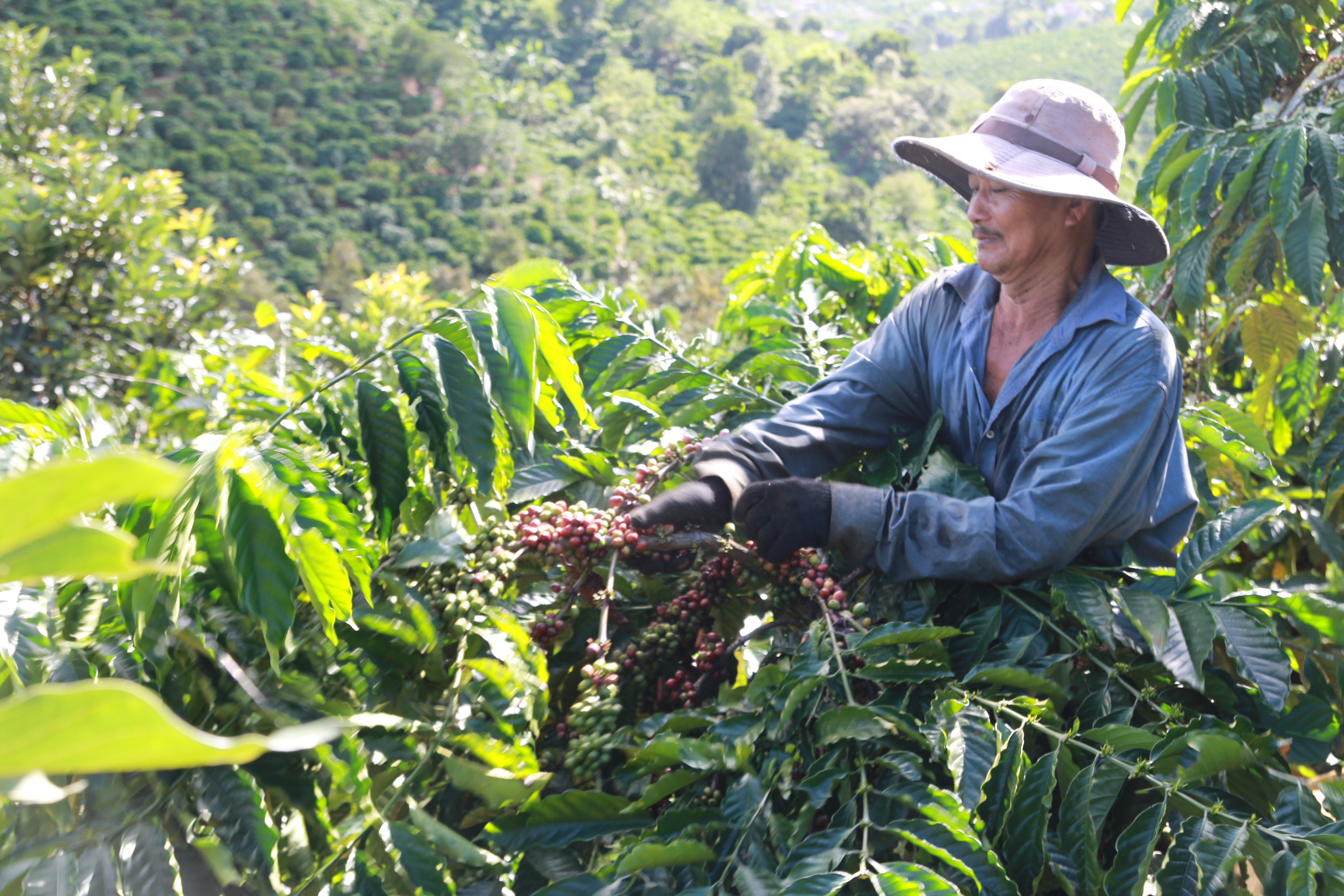 Cà phê Việt Nam sẽ chiếm “ngôi vương” của Brazil