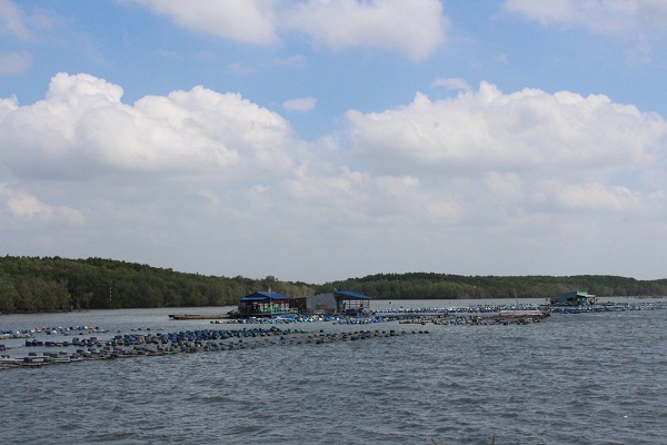Nuôi hào trên biển