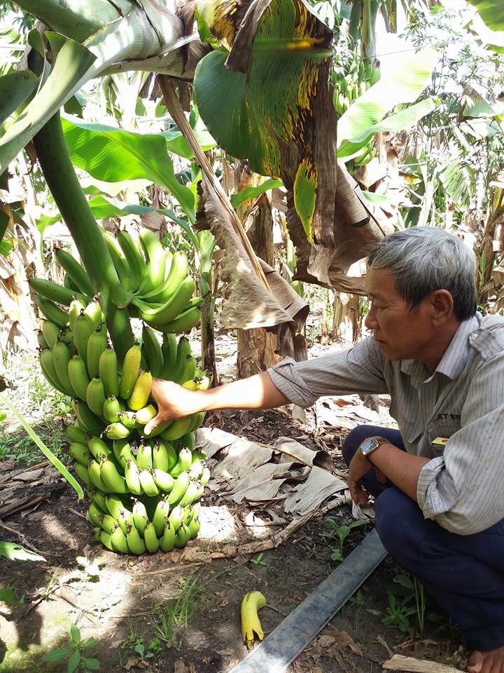Dân "giải cứu" cả ngàn tấn chuối vì thương lái biệt tăm