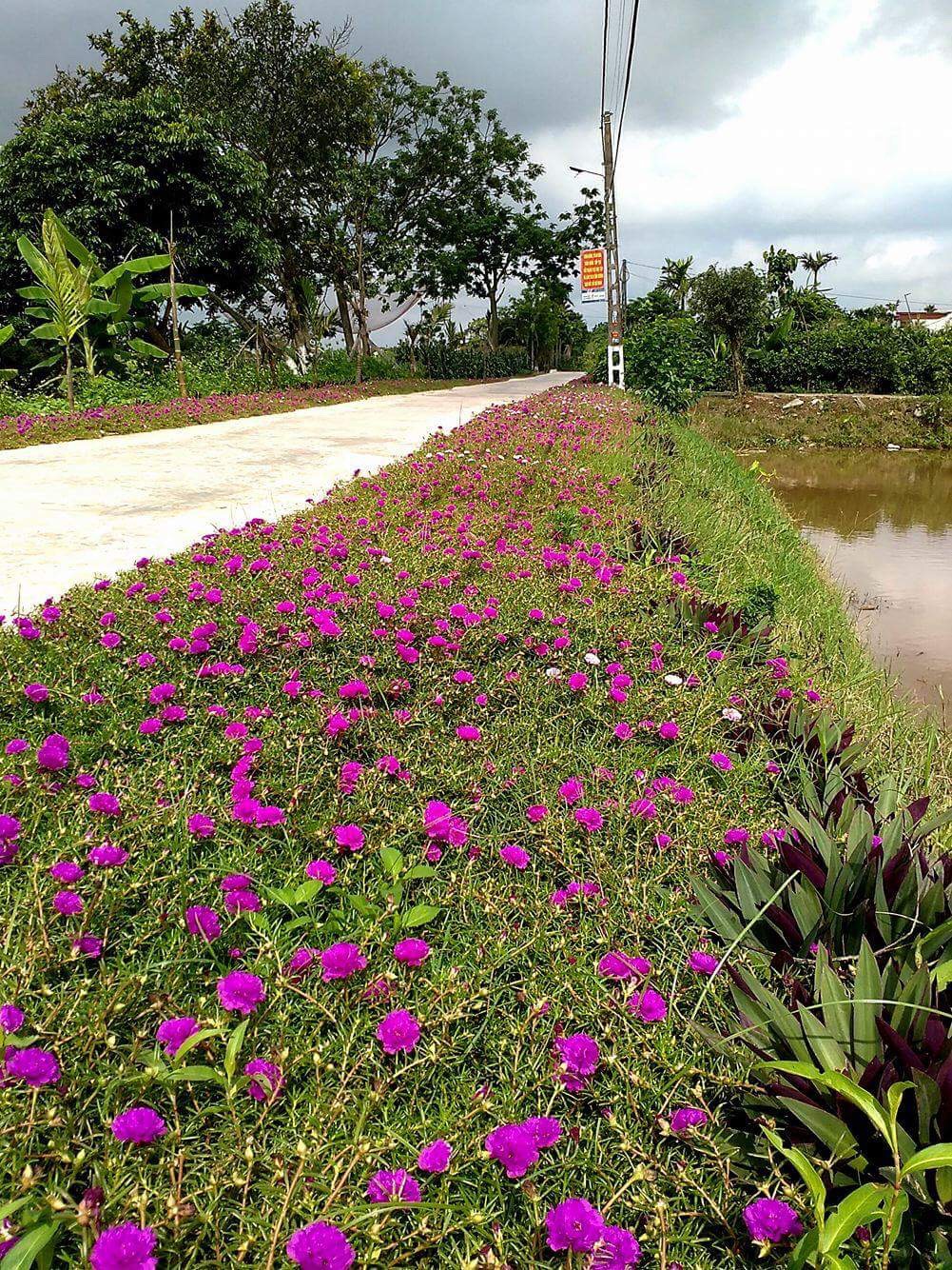 Ngỡ ngàng những con đường hoa rực rỡ làng quê miền Bắc - Ảnh 3.