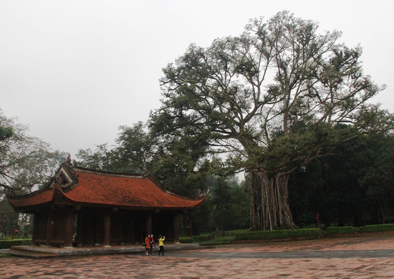 Hình ảnh cây đa - thị sừng sững ở trước sân chầu chính điện Lam Kinh
