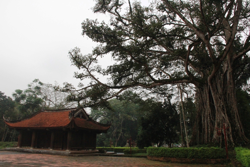 Chuyện kỳ lạ về những “cụ cây” ở di tích Lam Kinh