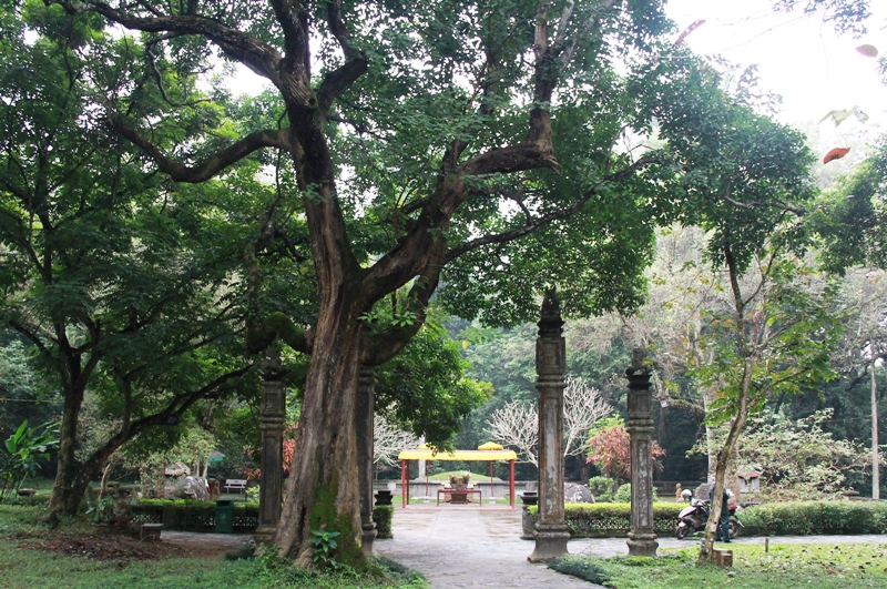 Khu lăng mộ vua Lê Thái Tổ yên nghỉ có cây Sồi nếp hơn 300 năm tuổi như người lính đứng canh giấc ngủ cho vua