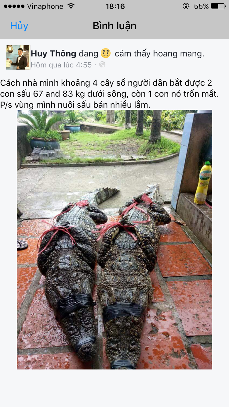 Sự thật vụ bắt được 2 c&aacute; sấu &ldquo;khủng&rdquo; sổng chuồng - Ảnh 2.