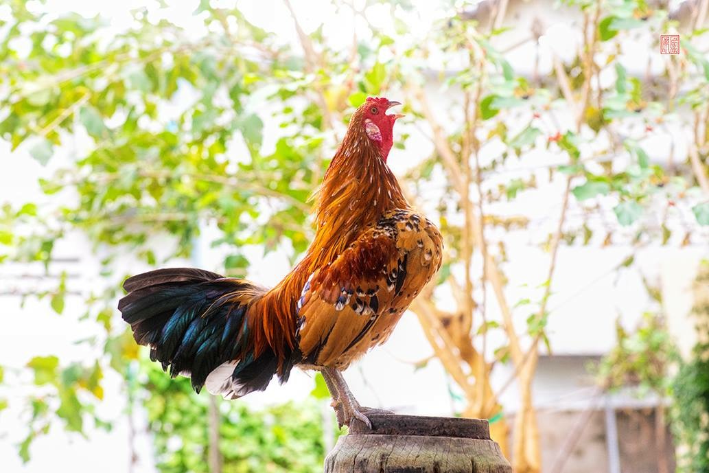 Một bữa cãi