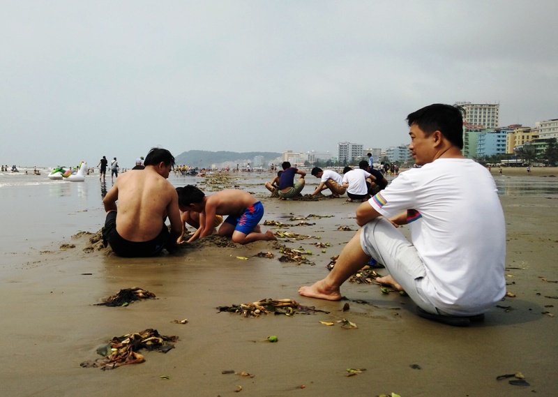Bèo tây phủ kín bãi biển gần trưa ngày 2-5