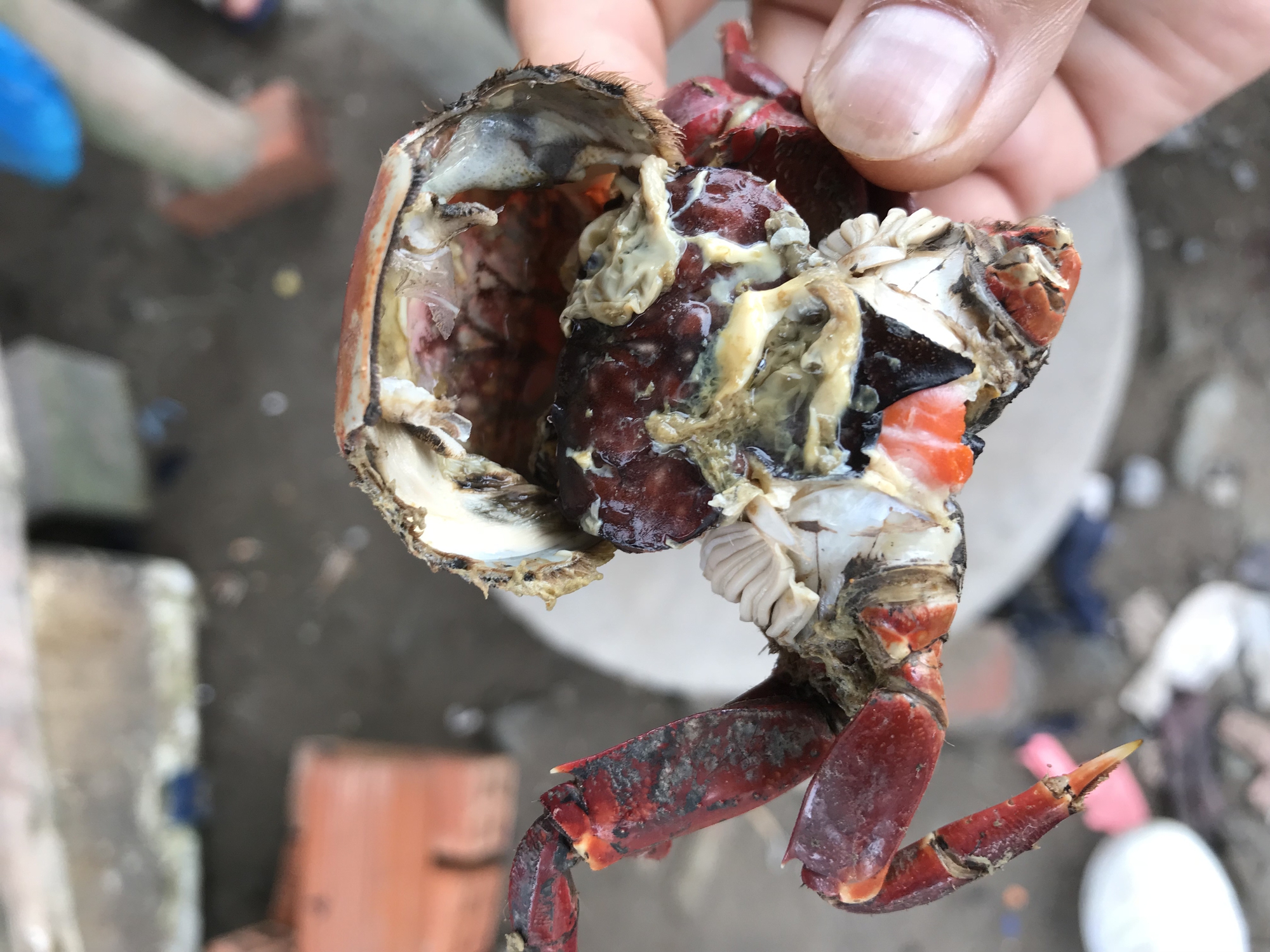Nh&agrave; c&oacute; con chằm dằm rồi, kh&ocirc;ng cần ch&ugrave; ụ nữa. - Ảnh 9.