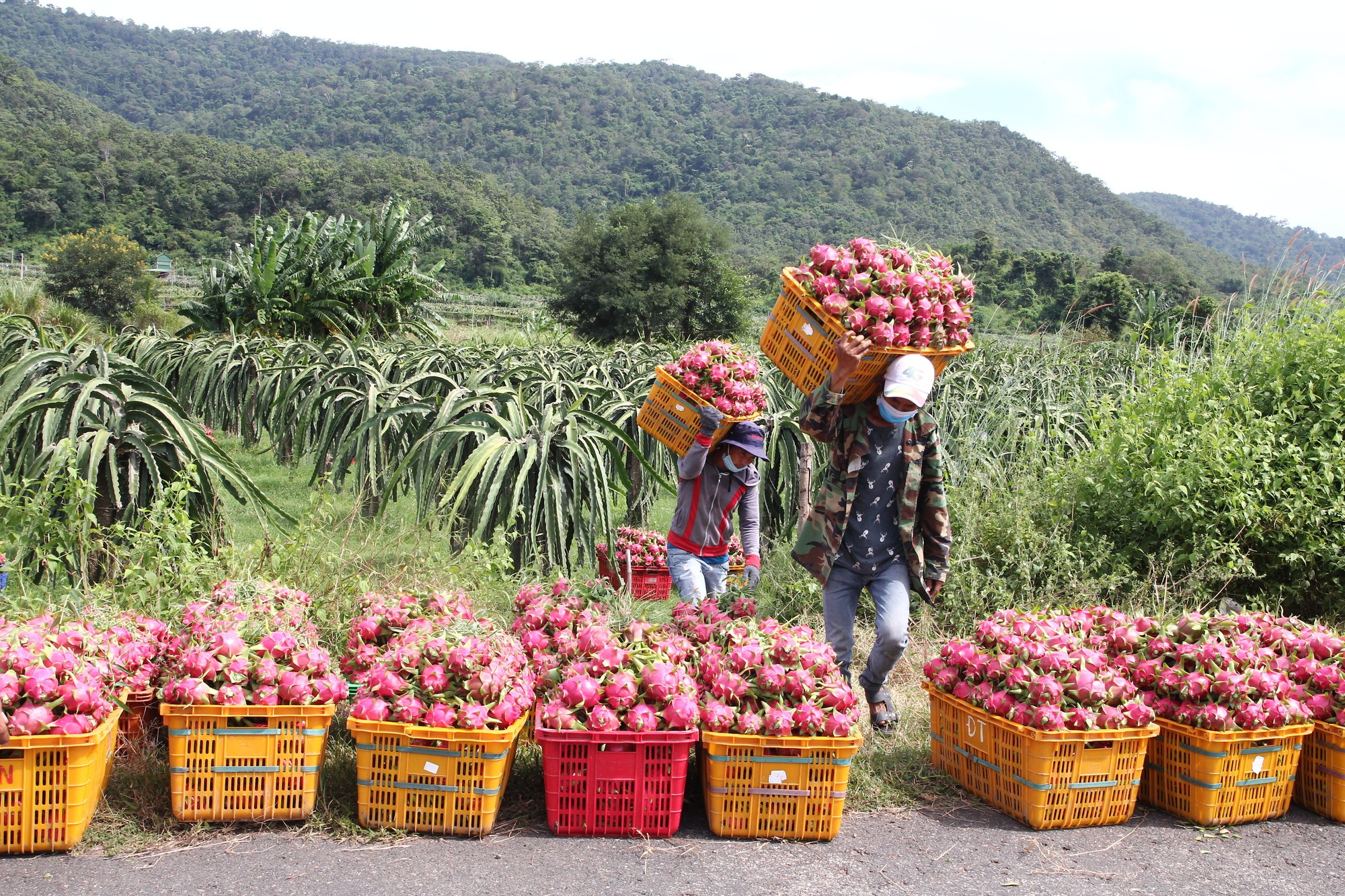 Thanh long Bình Thuận lao đao vì giá sụt giảm kỷ lục - Ảnh 1.