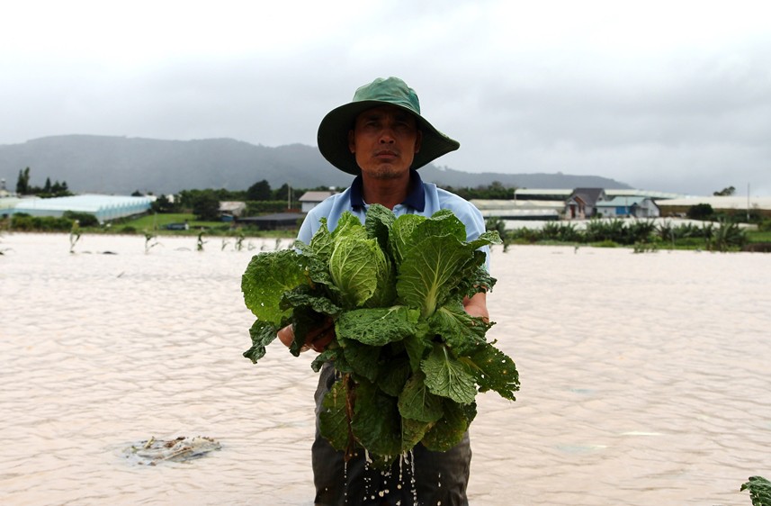 Giá rau củ quả Đà Lạt vẫn cao kỷ lục