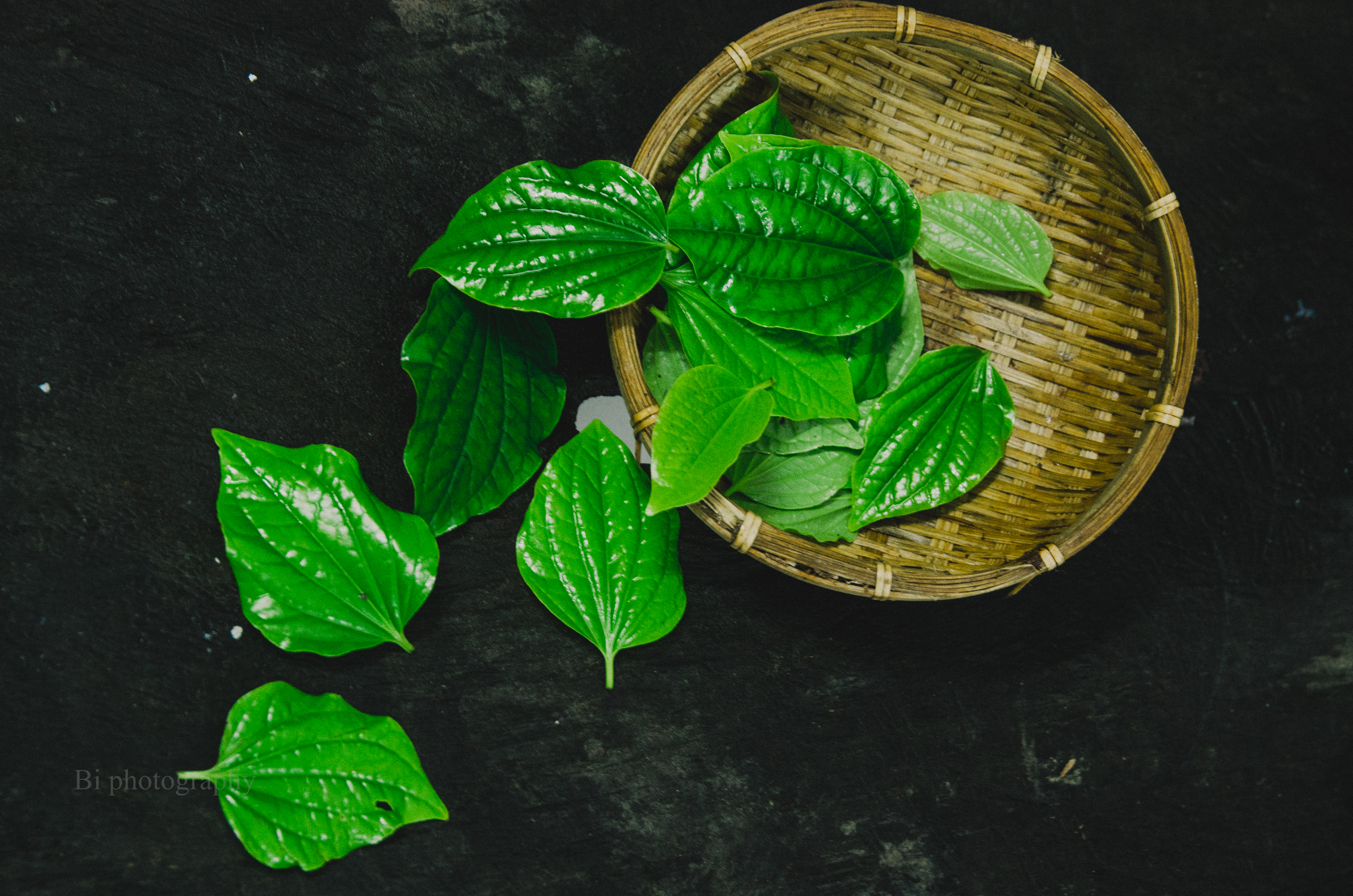 Lá lốt